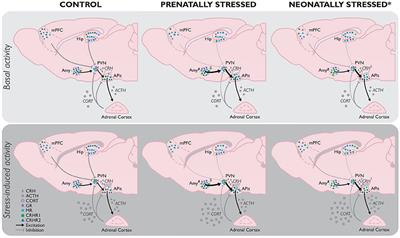 Modulation of the Hypothalamic-Pituitary-Adrenal Axis by Early Life Stress Exposure